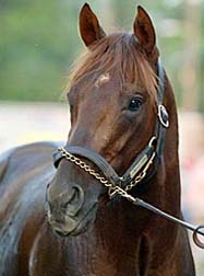 Smarty Jones